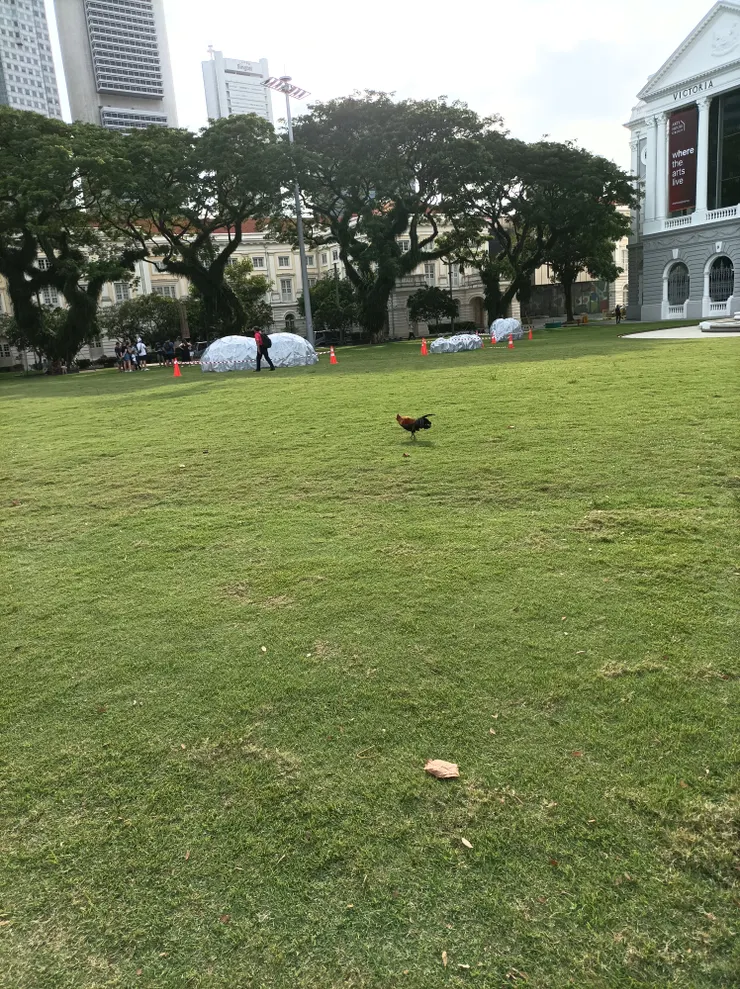 發現……有雞出現