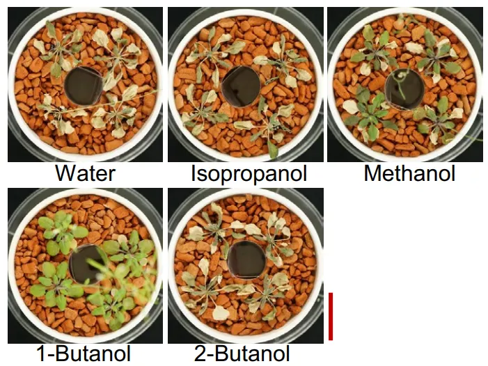 圖片來源：期刊