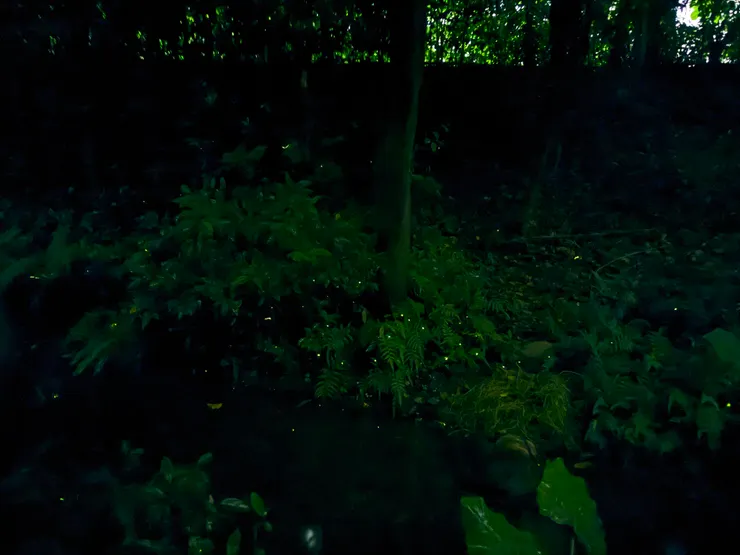 2026/04/25 戶外螢火蟲