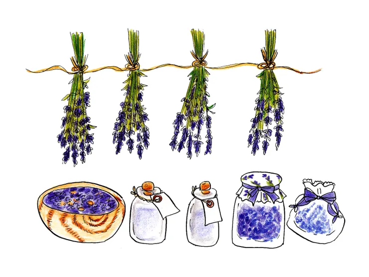 薰衣草｜圖畫創作:yukie