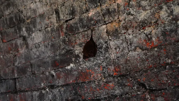 幸運近距離觀察在牆面的蝙蝠