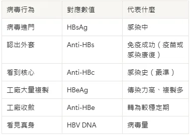 用工廠比喻B肝病毒在借身體玩什麼
