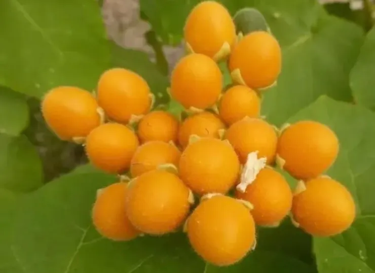 小漿果Cyphomandra abutiloides