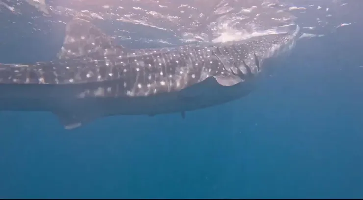 菲律賓遊學週末去奧斯陸看鯨鯊，非常推薦此行程，鯨鯊就游在你旁邊！