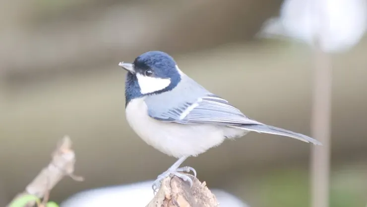 白頰山雀（大山雀）