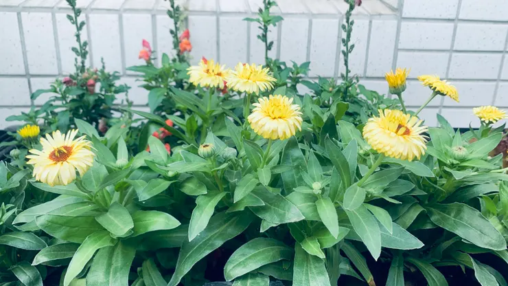 黃澄澄的金盞花，新春旺旺旺