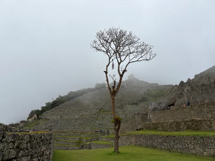 優雅又孤傲的姿態