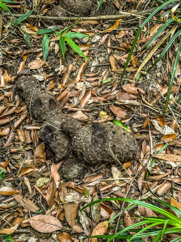 天然染劑薯榔(染頭髮會不會也行??下次撿回來試試🤣)