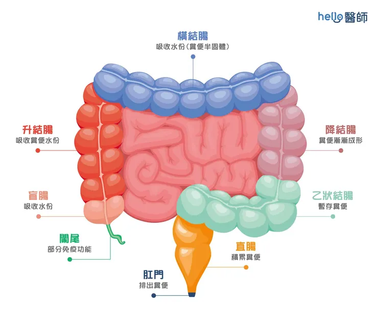 大腸構造引自hello醫師
