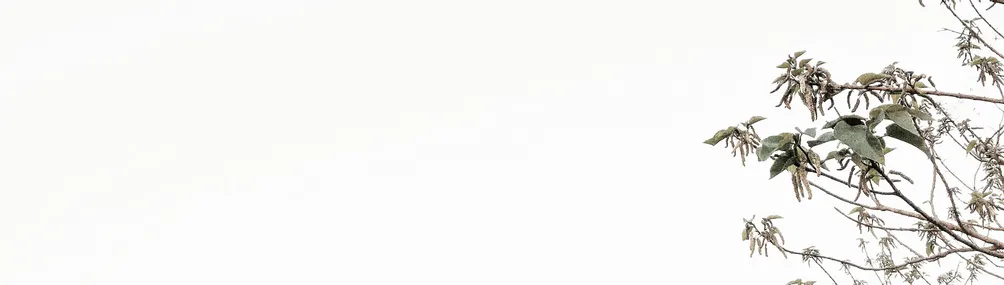 安｜輕雪的沙龍