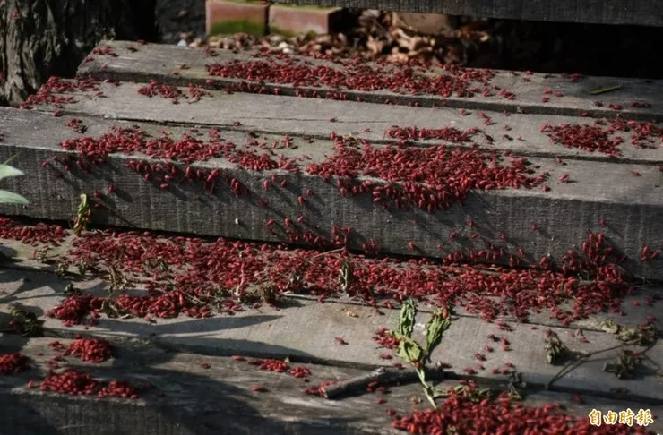 紅姬緣椿象。圖源自由時報。我不是害蟲，我只是讓你密集恐慌症發作。