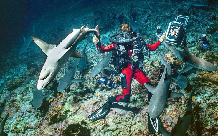 將黑尾真鯊「翻肚」就能讓黑尾真鯊一動也不動，進入接近麻醉、鎮靜的狀態。（圖片來源：https://www.natgeotv.com/za/shows/nationalgeographicwild/700-sharks）