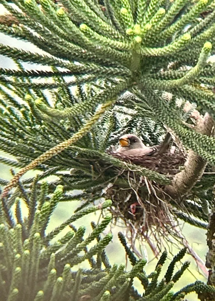 圖08 古崗樓是個擁有豐富鳥種的熱點，在一顆巨大松樹上喜見小桑鳲悠哉育雛