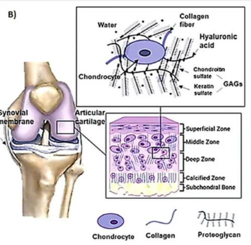 鯊魚軟骨素與關節 (圖源stanfordchem)