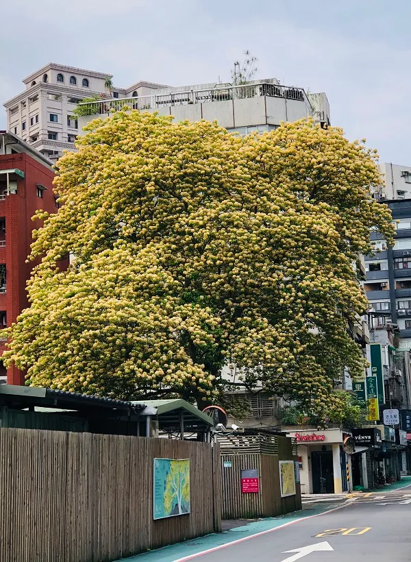 巷弄間，不同角度的＂加羅林魚木＂，美麗又壯觀。
