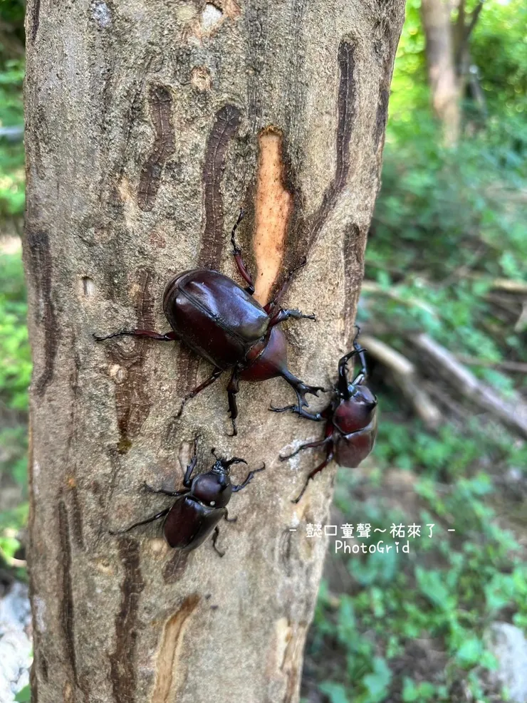 滾輪溜滑梯附近青青草原種植了十幾顆光臘樹，夏日出現滿滿的獨角仙公的母的通通都有。可以近距離觀察，剛好滿足喜愛獨【宮西達也】獨角仙作品的孩子，不過若是要在這草原上推行輪椅是非常吃力的事喔。 