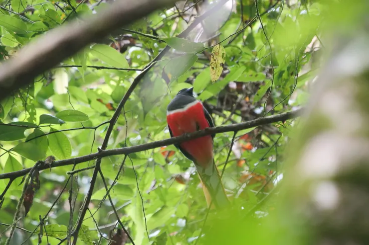擁有鮮艷紅肚子的Malabar trogon