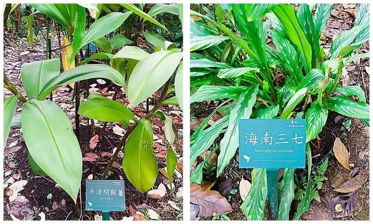 平滑開鞘薑及海南三七