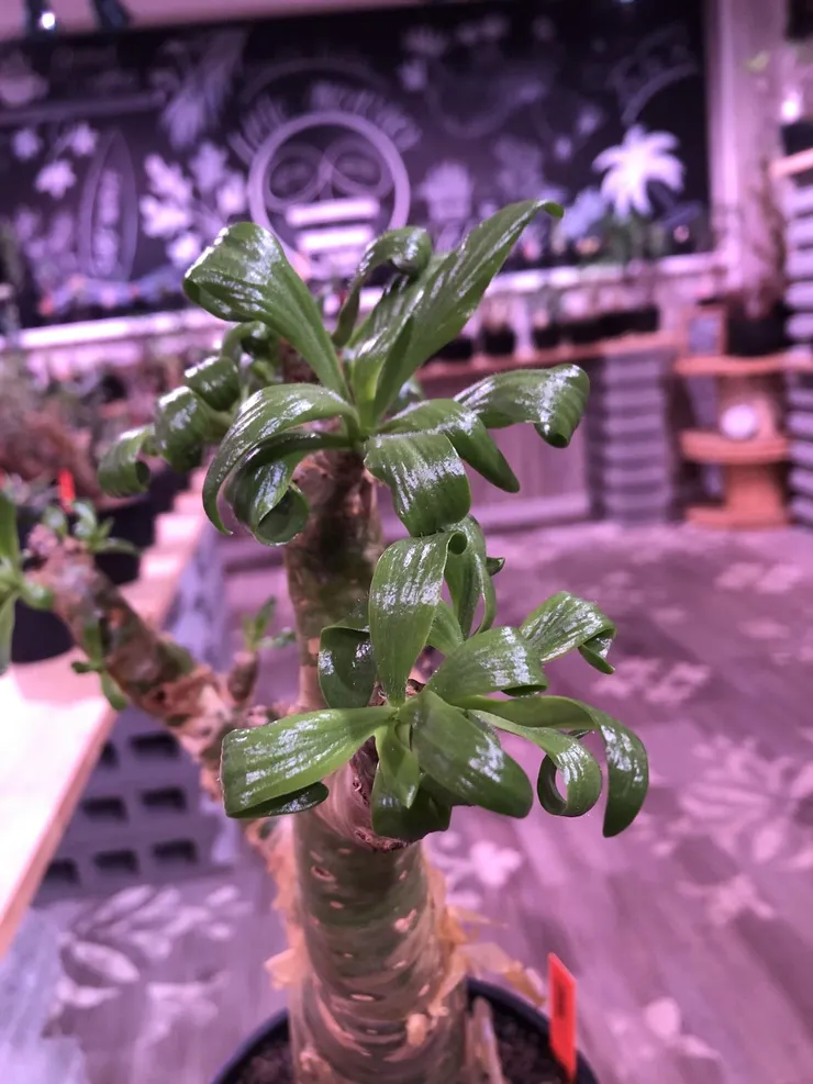 阿房宮(Tylecodon paniculatus)