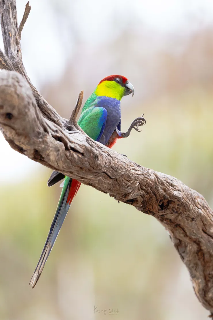 Red-capped Parrot / 紅頂鸚鵡
