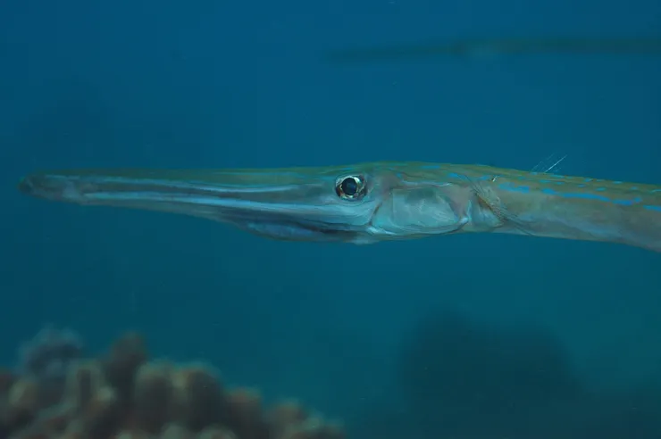 馬鞭魚，又名煙管，這種魚頭部奇特，身型很長，有點像鱔魚那種。