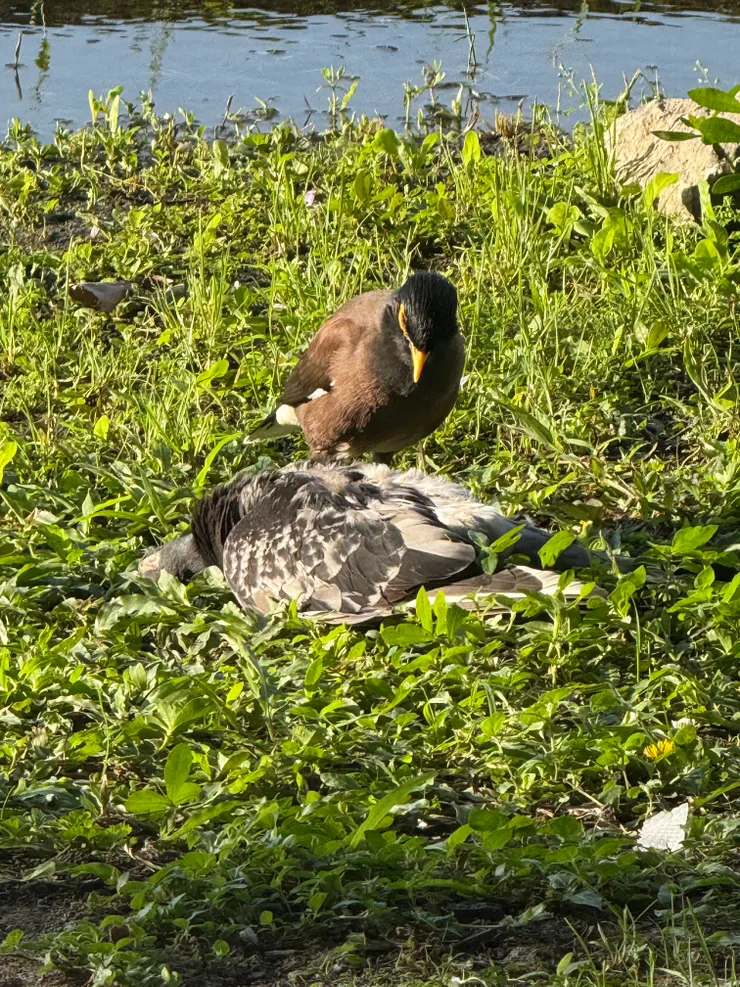 2026/04/26 鴿子和小鳥