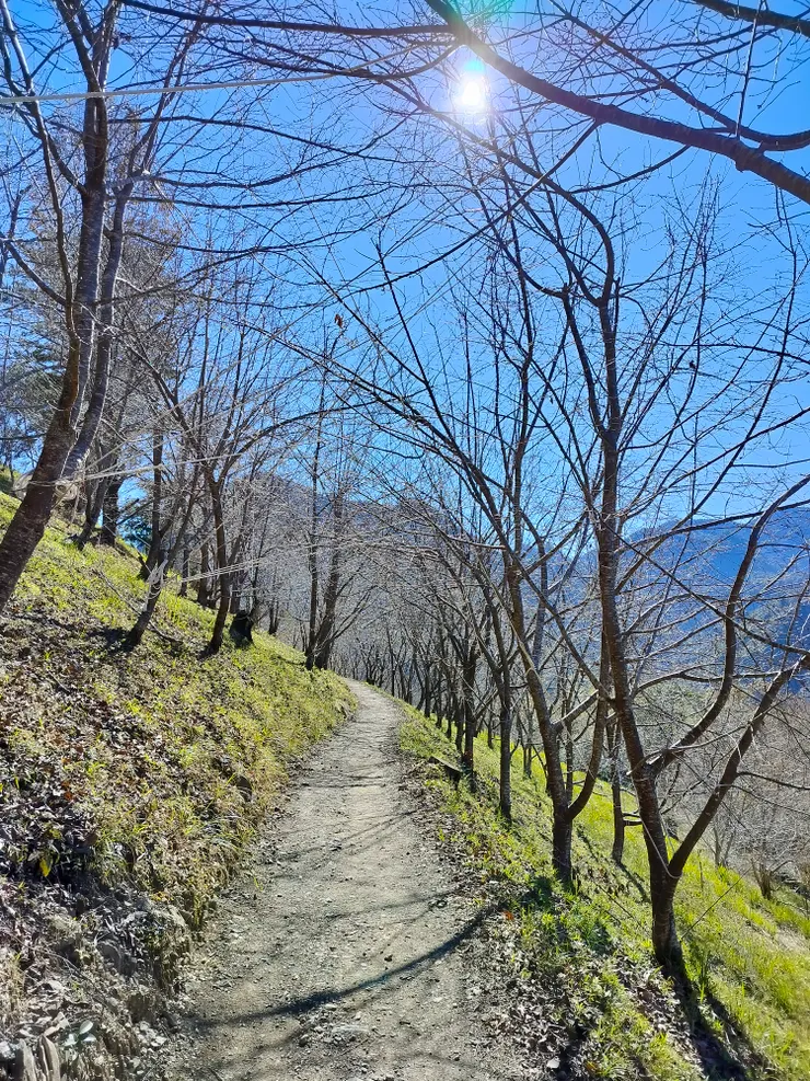 著名的櫻花林，此時一片光禿