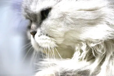 Ivy Wang的天空藍世界