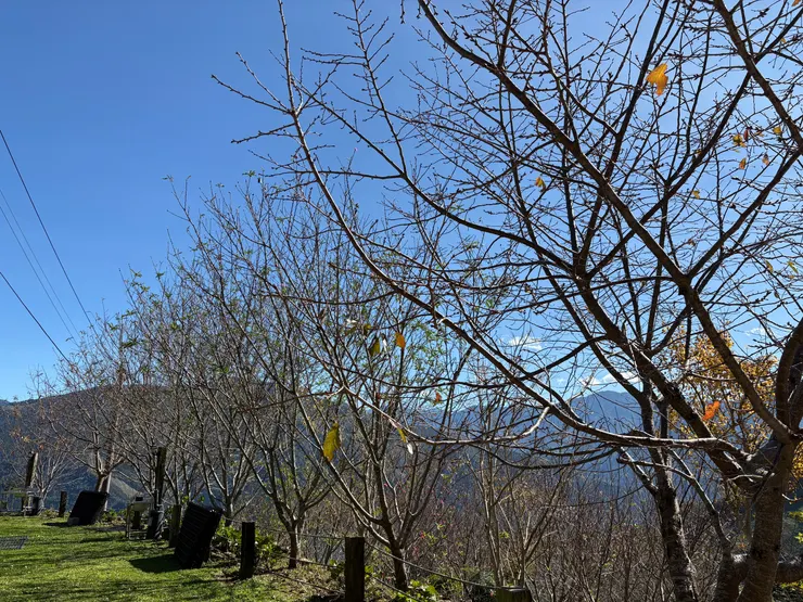 整排櫻花樹，還沒開～