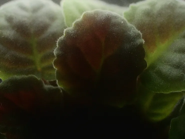 Usambara Violet (2020)