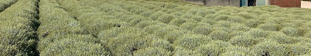 Vivian Wang's 自我療癒小天地