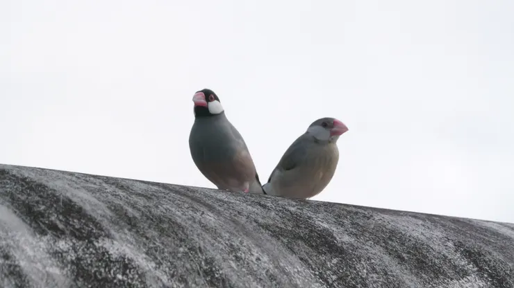 右邊顔色較淡是未成年鳥