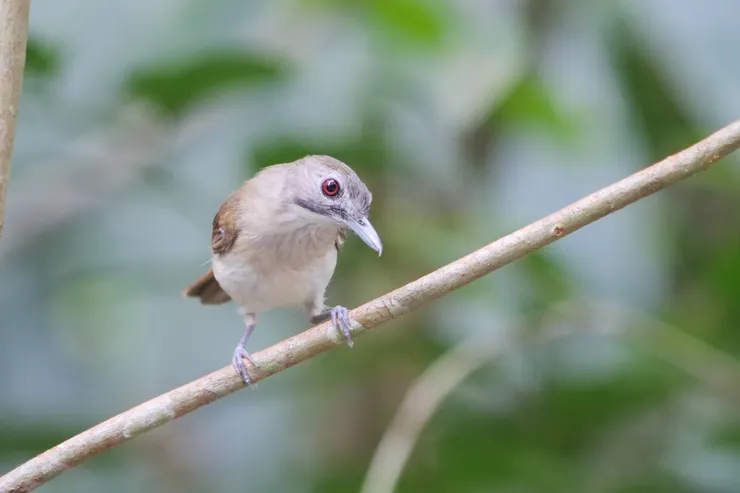 擁有好歌喉的須樹鶥 Moustached babbler