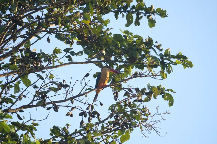 嘴巴很好記認的Stork-billed Kingfisher