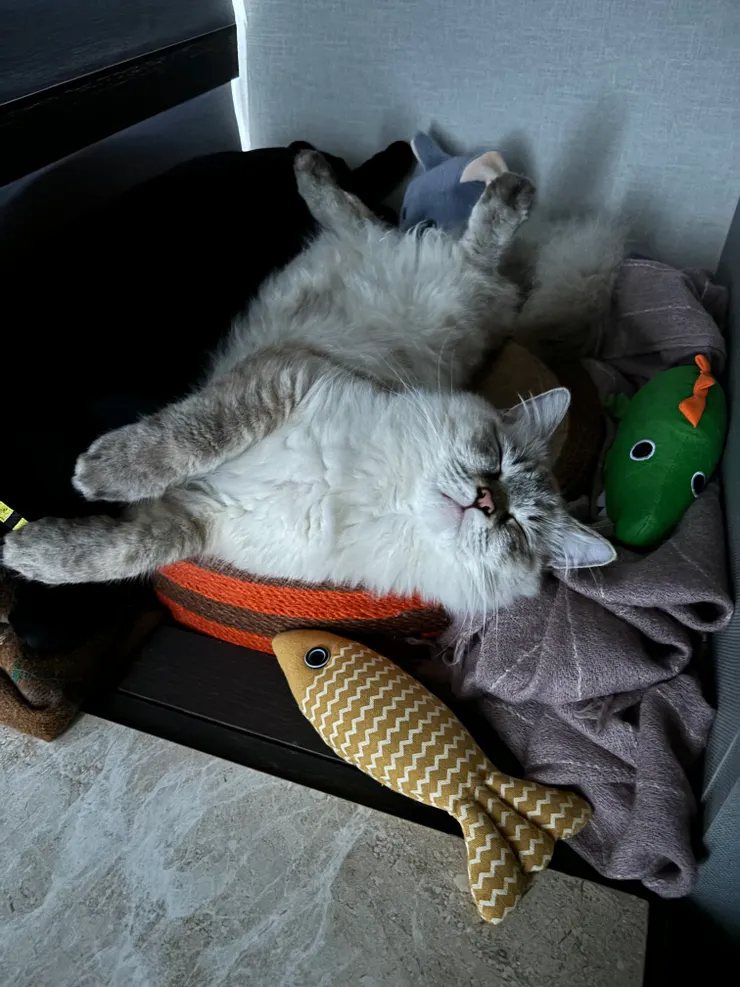 小布和他的小圓床