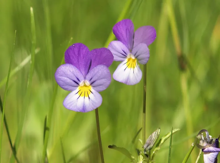 野生三色堇。花朵較小,花瓣細長而向後翻,花瓣上有著細紋,感覺更像張人臉。