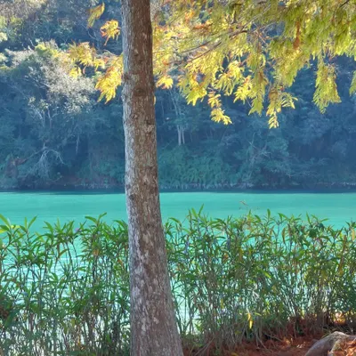 樹洞下的兔子的沙龍