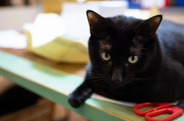 害我簽名不能中斷的罪魁禍首：黑貓黑胖胖