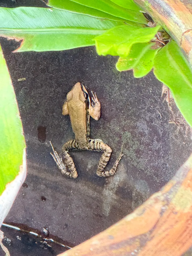 水缸內的小驚喜—蛙大。山林生態豐富，處處可見小動物與青蛙。