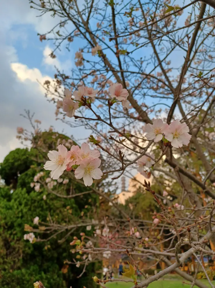 粉白櫻花