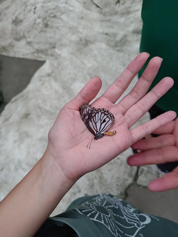 在我手上沉睡的小蝴蝶