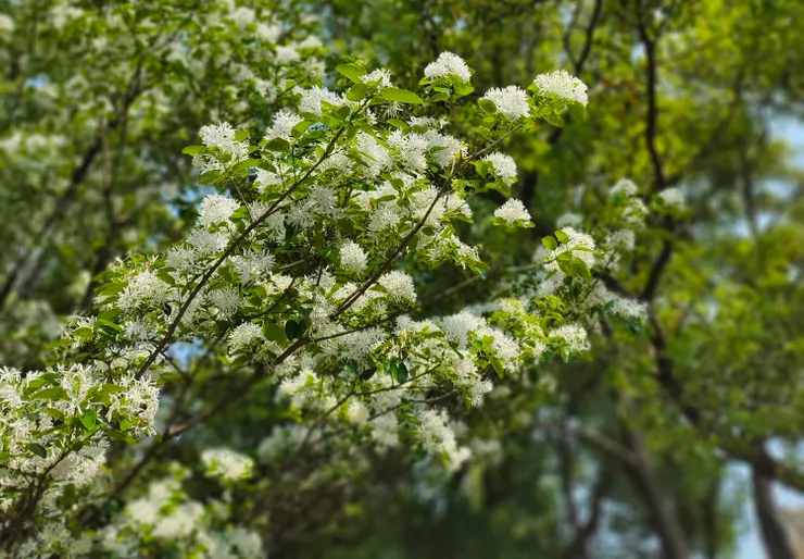 路旁的流蘇樹開花了，是今天的一大驚喜。