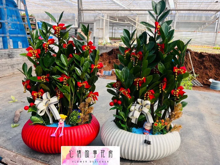 心情故事花房 盆栽 開運竹 花藝商品 綠植擺設 居家佈置 商務送禮 開業賀禮 搬遷禮品 精緻盆栽 桌面綠植 開運好物 幸運象徵 花藝設計 綠意生活 禮品推薦 多樣品項 預算靈活 客製化服務 綠植專家