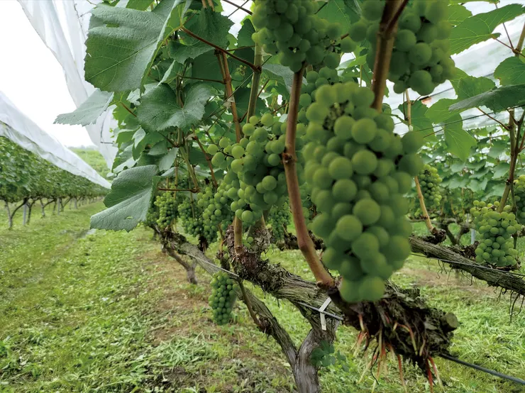 ▲以市原幸夫家自產的一級產品葡萄做成二級產品葡萄酒後迅即就有原20倍的附加價值。