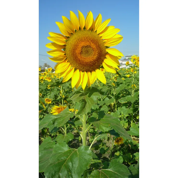 長的比人還高的向日葵。
