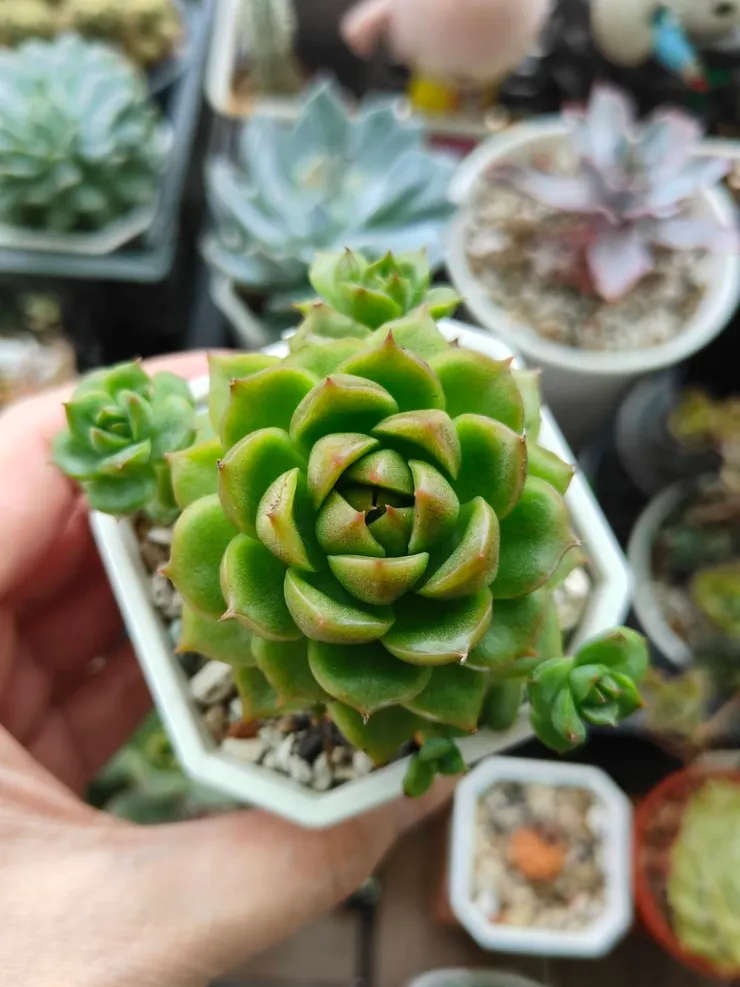 鳳凰火的綠很翠，它是油亮皮的品種