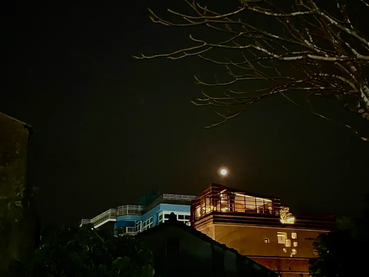 咖啡廳、枯樹和月色。