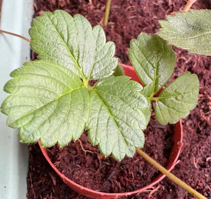 匍匐莖定植中。