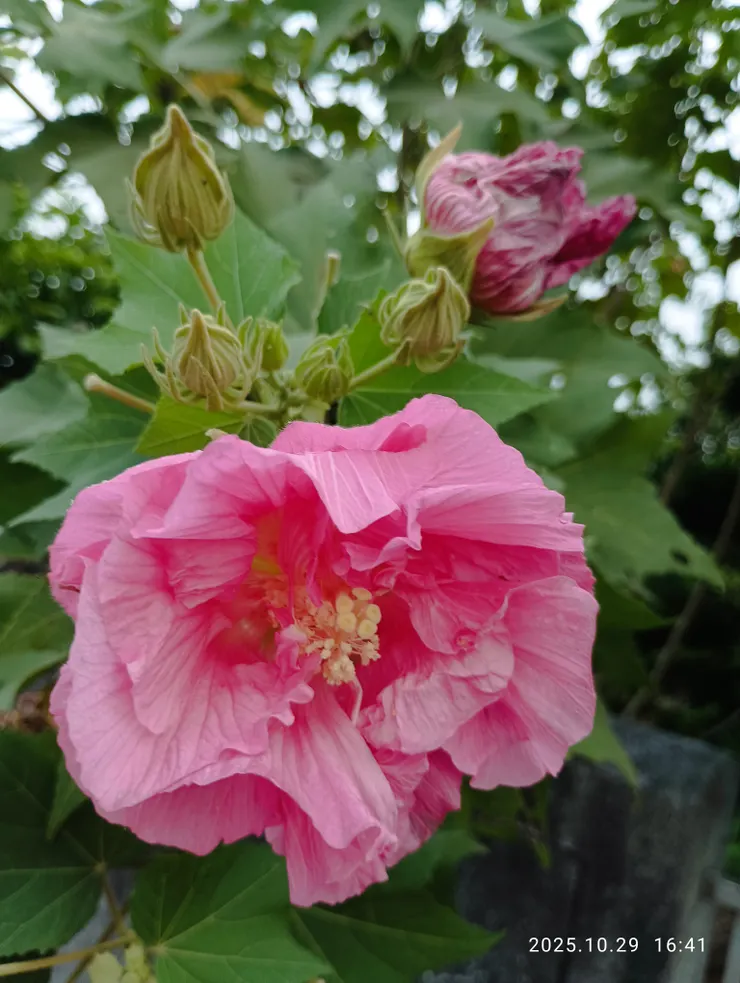 向晚芙蓉已三醉的山芙蓉