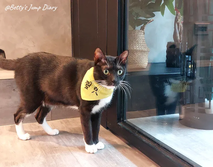 ▲踏踏咖啡-貓咪/圖片來源：Betty's Jump Diary